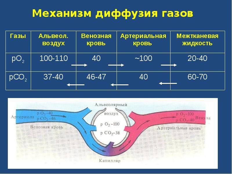 Физиология дыхания презентация