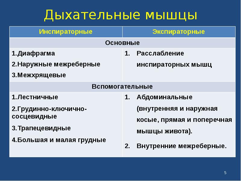 Мышцы дыхания. Мышцы выдоха основные и вспомогательные. Классификация дыхательных мышц. Вспомогательные дыхательные мышцы. Экспираторные дыхательные мышцы.