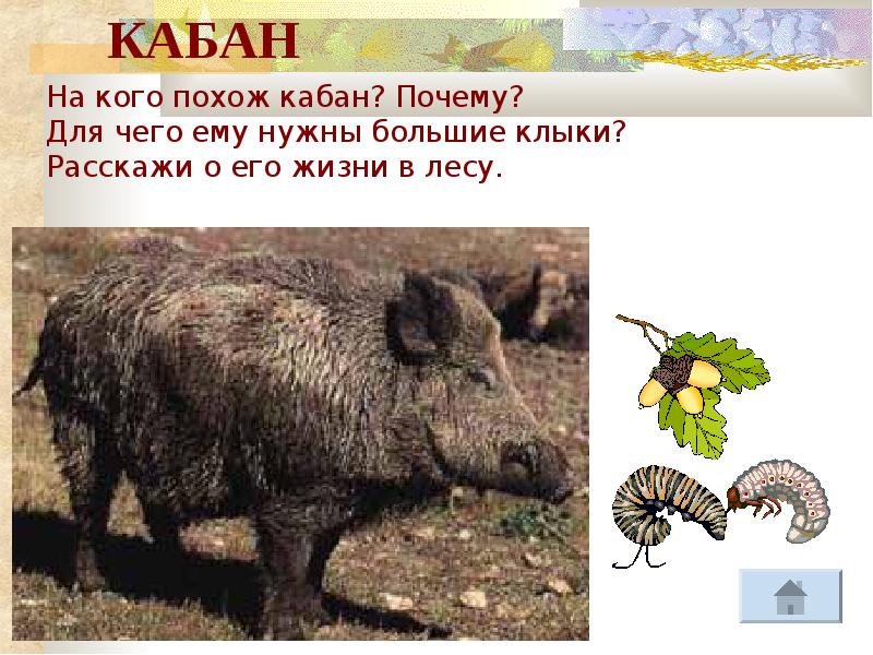 Дикий кабан презентация