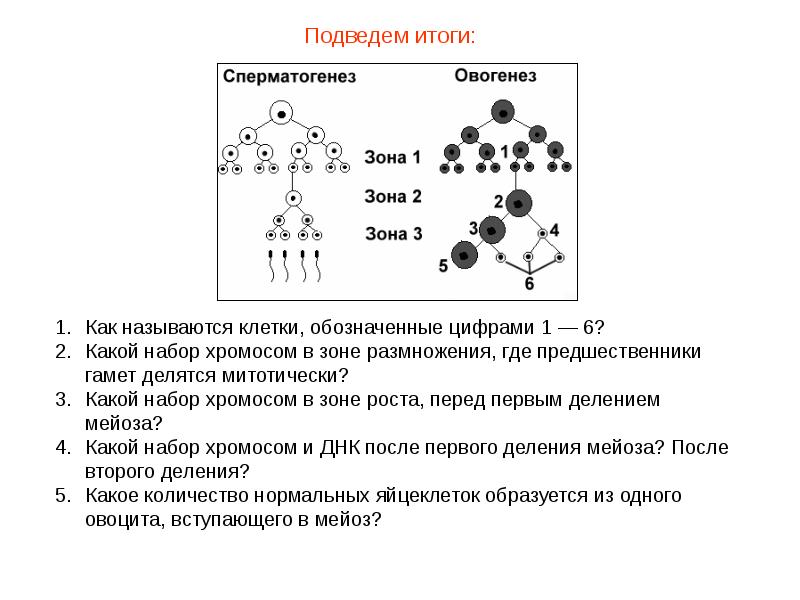 Рассмотрите схему гаметогенеза определите вид гаметогенеза название зоны обозначенной цифрой 1