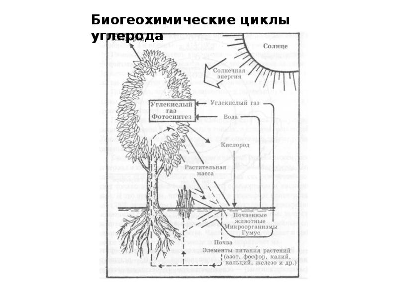 Проблемы биосферы презентация