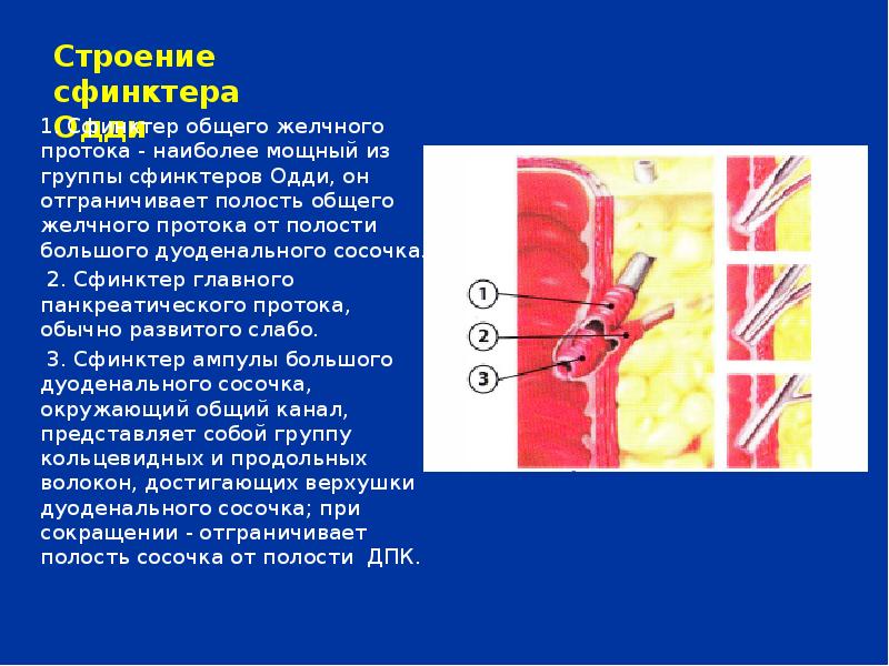 Сфинктер одди это. Какую функцию выполняет сфинктер Одди. Строение сфинктера общего желчного протока.