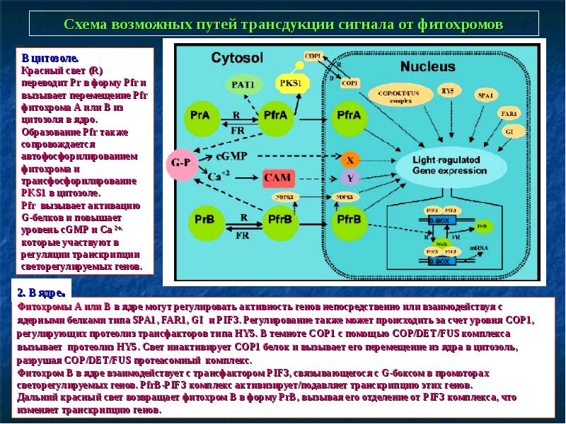 Укажите возможные пути. Фитохромы строение. Фитохром белок. Трансдукция светового сигнала. Активная форма фитохрома :.