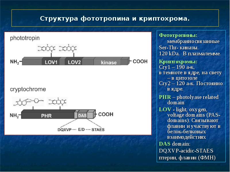 Постоянная структура