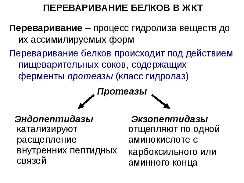 Пищеварение белков. Гидролиз белков в желудочно-кишечном тракте. Переваривание белков в желудочно-кишечном тракте. Переваривание и всасывание белков в желудочно-кишечном тракте. Переваривание и всасывание белков в желудочно-кишечном тракте кратко.