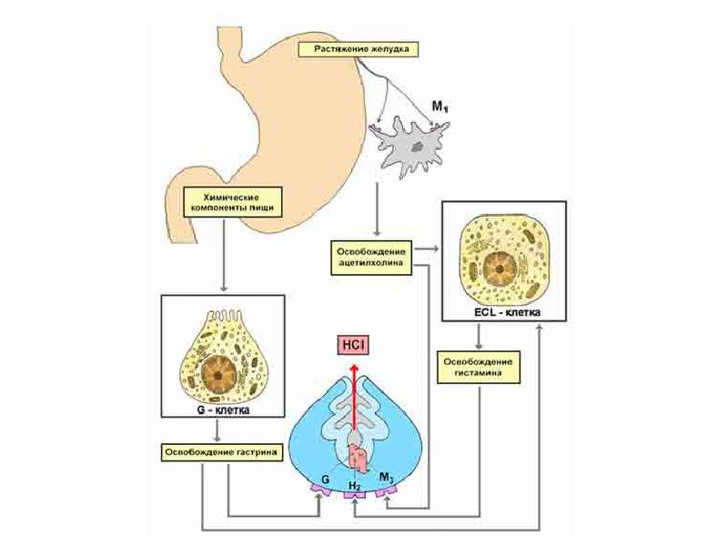Клетки желудка. Блокаторы н2 гистаминовых рецепторов механизм действия. Н2-блокаторы гистаминовых рецепторов для ЖКТ. Париетальная клетка желудка схема. Блокаторы гистаминовых н2-рецепторов схема действия.