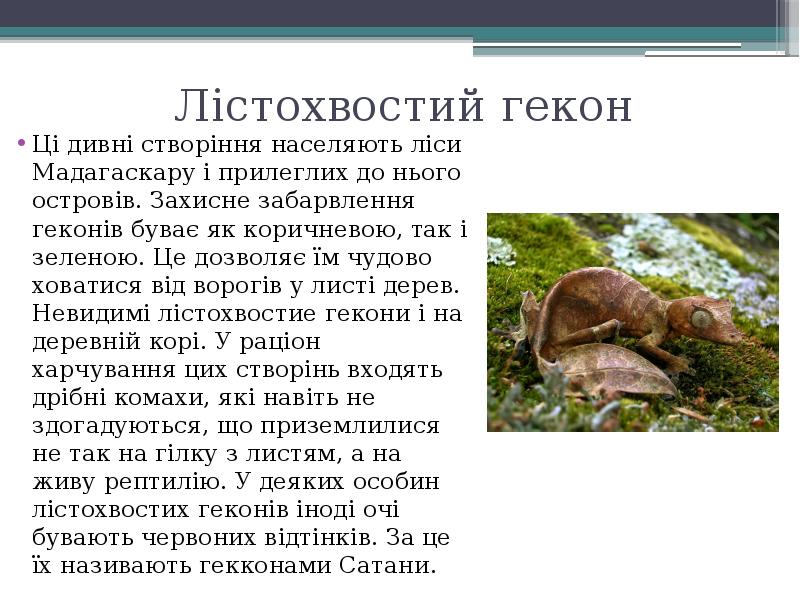 Лістохвостий гекон
Ці дивні створіння населяють ліси Мадагаскару і прилеглих до Лістохвостий гекон
Ці дивні створіння населяють ліси Мадагаскару і прилеглих до