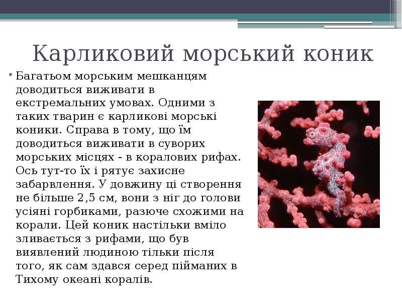 Карликовий морський коник
Багатьом морським мешканцям доводиться виживати в екстремальних умовах. Карликовий морський коник
Багатьом морським мешканцям доводиться виживати в екстремальних умовах.