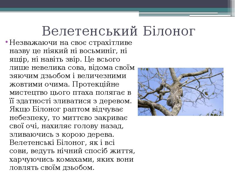 Велетенський Білоног
Незважаючи на своє страхітливе назву це ніякий ні восьминіг, Велетенський Білоног
Незважаючи на своє страхітливе назву це ніякий ні восьминіг,