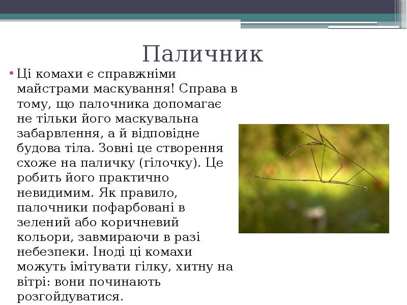 Паличник
Ці комахи є справжніми майстрами маскування! Справа в тому, що Паличник
Ці комахи є справжніми майстрами маскування! Справа в тому, що
