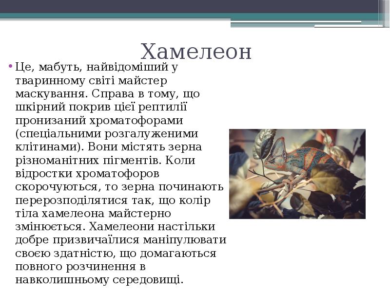Хамелеон
Це, мабуть, найвідоміший у тваринному світі майстер маскування. Справа в Хамелеон
Це, мабуть, найвідоміший у тваринному світі майстер маскування. Справа в