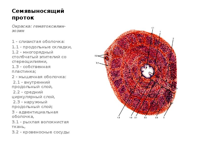 Стенка семявыносящих путей состоит из оболочек