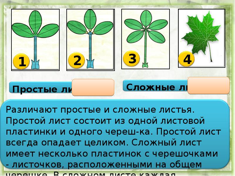 Из чего состоит презентация из листов из рисунков