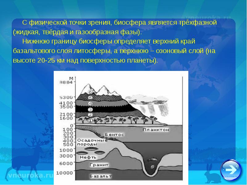 Структура биосферы презентация