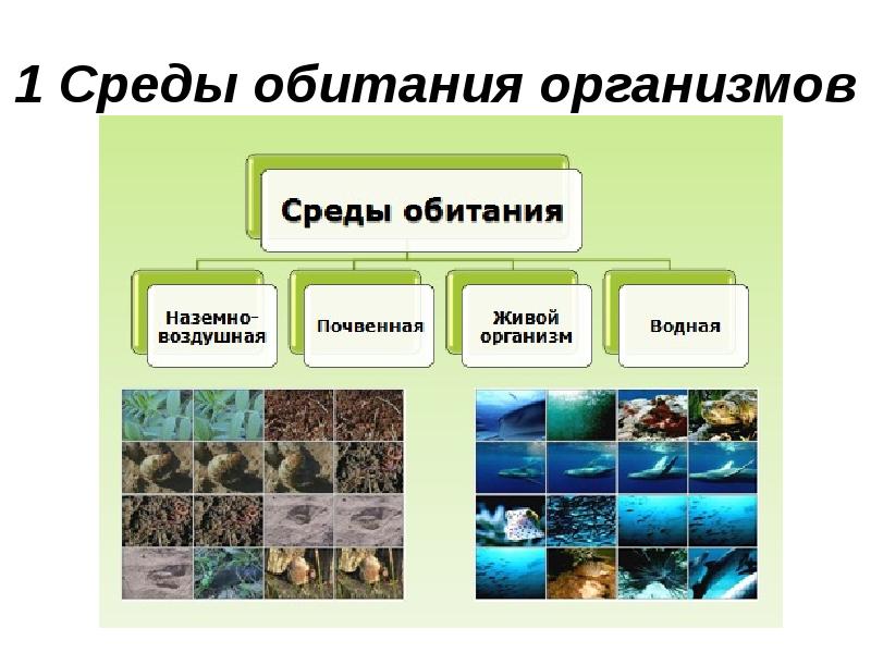1 Среды обитания организмов