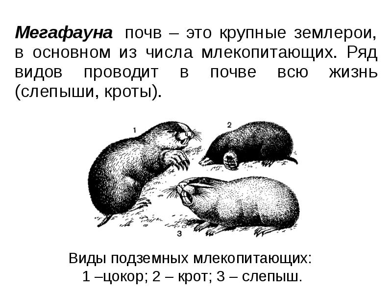 Мегафауна &nbsp;почв – это крупные землерои, в основном из числа млекопитающих.