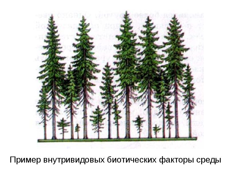 Пример внутривидовых биотических факторы среды