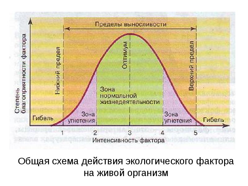 Общая схема действия экологического фактора на живой организм