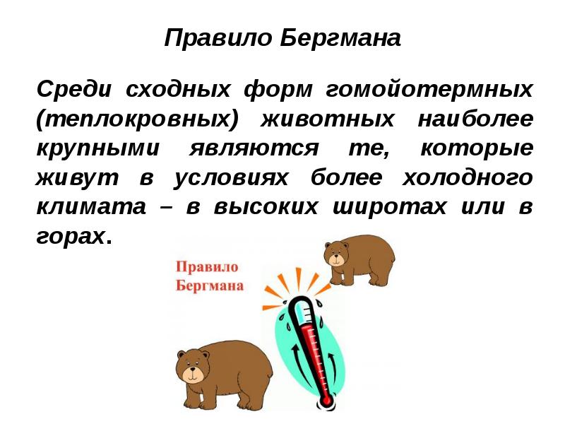 Правило Бергмана Среди сходных форм гомойотермных (теплокровных) животных наиболее крупными являются