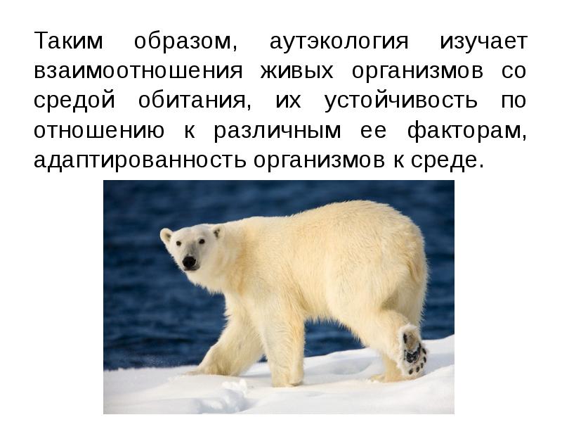 Таким образом, аутэкология изучает взаимоотношения живых организмов со средой обитания, их