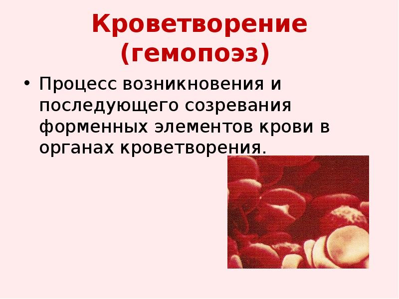 Органы кроветворения