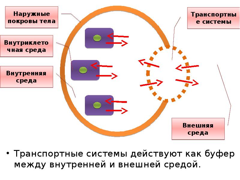 Система действует. ‏Буферные системы электролитического гомеостаза. Внутренняя и внешняя транспортная система. Как действует буфер. Каковы внутренние диски на электролитной системы.