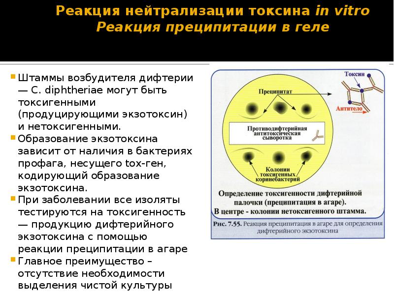 Реакция преципитации презентация