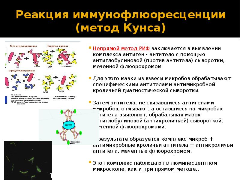 Реакция иммунофлюоресценции презентация