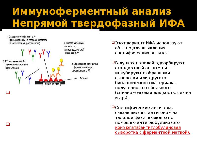 Схема постановки непрямой иммунопероксидазной реакции для определения количества cd19 лимфоцитов