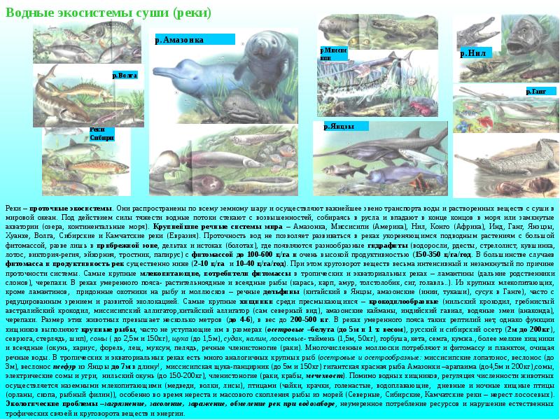 Водные и наземные экосистемы презентация