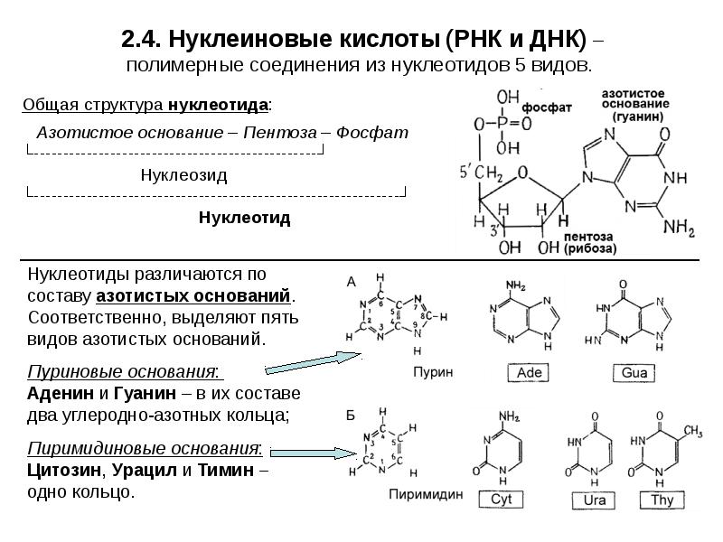 Азотистые основания в составе нуклеотида днк