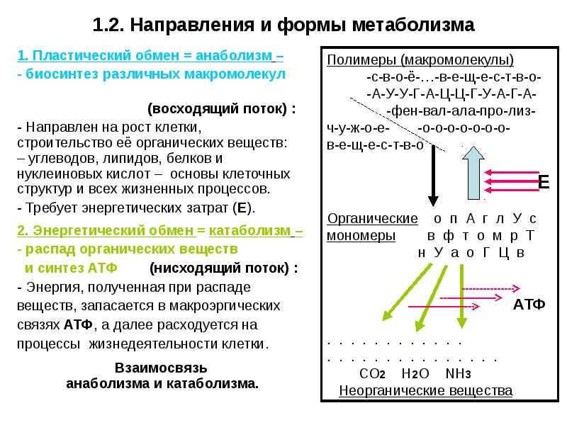 Раскройте связь между пластическим и энергетическим обменами