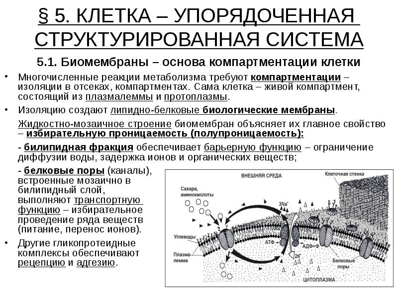 Компартментализация клетки презентация