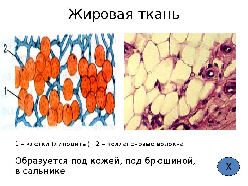 Жировая ткань как выглядит рисунок