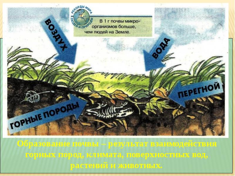 Почва особое природное образование презентация 8 класс пятунин