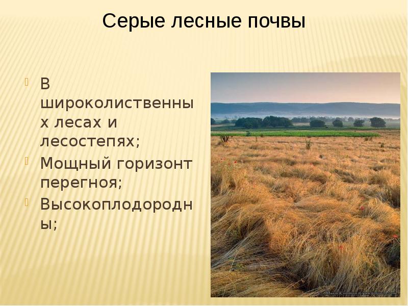 Почвы лесостепи северной америки. Почвы лесостепи. Лесостепи и степи почва. Почвы лесостепи в России. Серые Лесные почвы.
