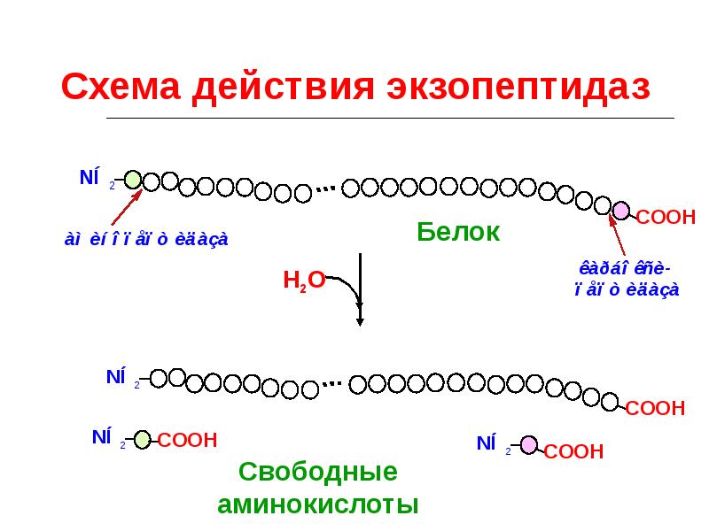 Белок том 1. Эндопептидазы и экзопептидазы биохимия. Ферменты экзопептидазы:. Экзопептидазы, их роль в переваривании белков.. Эндопептидазы схема.