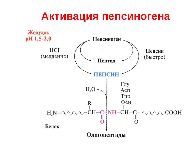 Белок 1. Механизм активации пепсиногена биохимия. Активирование пепсиногена биохимия. Активация пепсиногена биохимия. Активаторы пепсина и механизм активации.