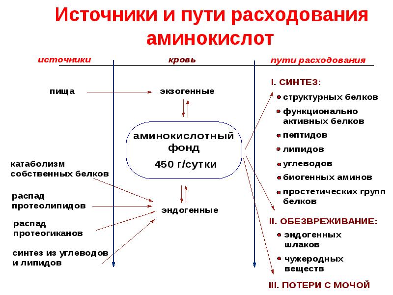 Обмен белков и аминокислот биохимия презентация