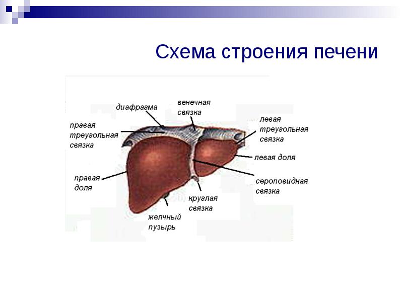 Заболевания печени и желчевыводящих путей