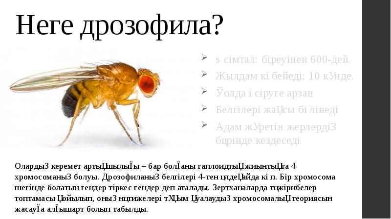 Неге дрозофила? Өсімтал: біреуінен 600-дей.  Жылдам көбейеді: 10 күнде. Қолда