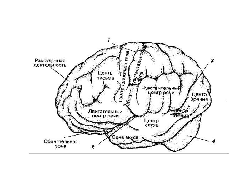 Схема головного мозга человека с зонами