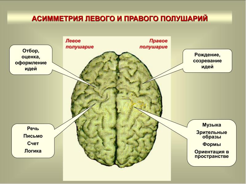 Функциональная асимметрия мозга картинки