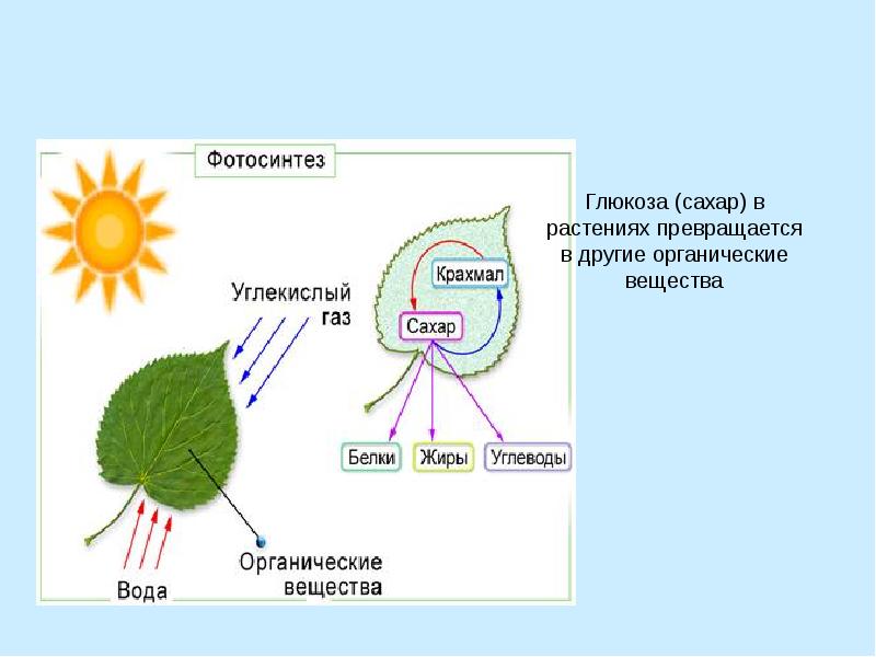 Рисунок фотосинтеза