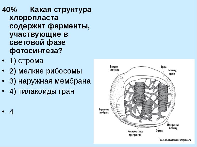 40%   Какая структура хлоропласта содержит ферменты, участвующие в световой