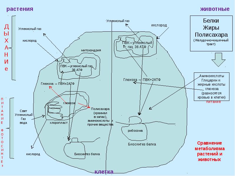 Питание клеток фотосинтез хемосинтез тест. Энергетический обмен у растений. Фотосинтез и энергетический обмен. Энергетический обмен в клетке фотосинтез. Энергетический обмен в хлоропластах.
