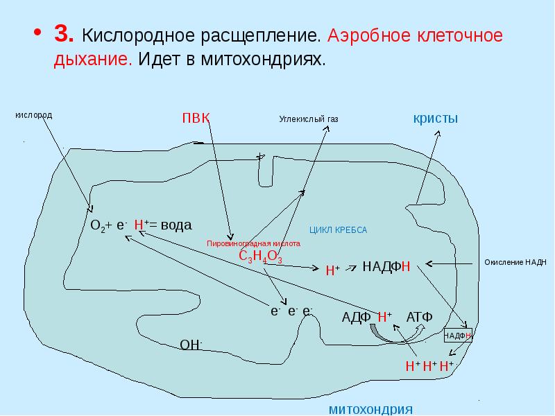 Аэробное дыхание схема