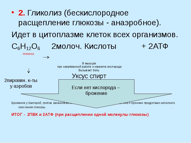 Обмен расщепления глюкозы