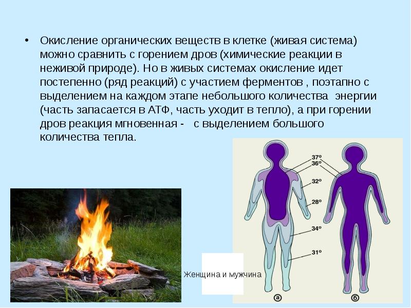 Окисление органических веществ в клетке (живая система) можно сравнить с горением