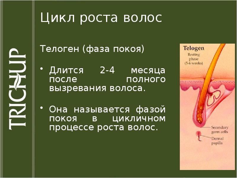 Волос рост условие. Цикл роста волос. Строение волоса презентация. Цикл роста волоса с фазой покоя. Волосы – строение, источники развития.